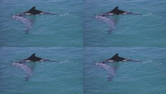 海洋里的海豚特写高清在线视频素材下载