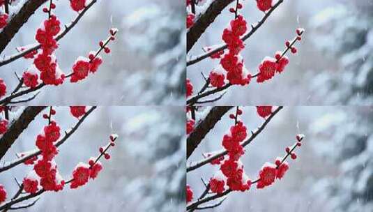 雪中绽放的红色梅花高清在线视频素材下载