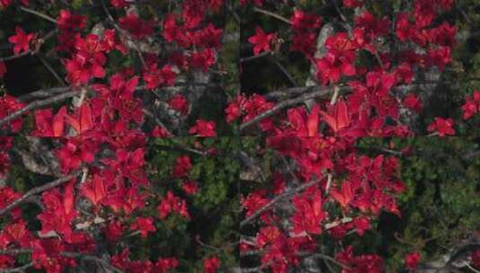 盛开的红色木棉花特写高清在线视频素材下载
