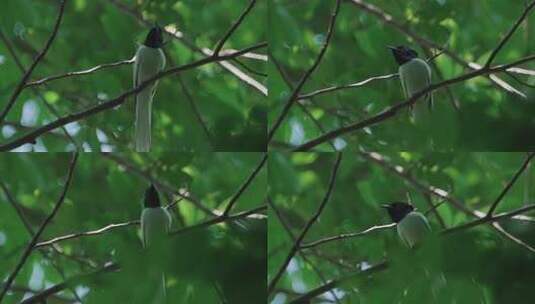 Z 4K 董寨自然保护区 白寿带 野生鸟类高清在线视频素材下载