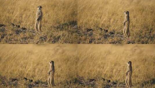 一只猫鼬直立的全身照片高清在线视频素材下载
