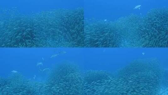 海底鱼群 杰克风暴高清在线视频素材下载