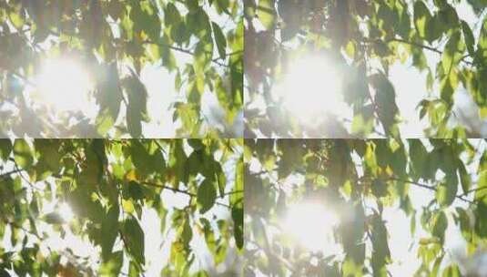 清晨阳光透过树叶高清在线视频素材下载