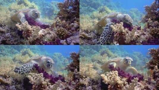 鹰嘴海龟吃软珊瑚高清在线视频素材下载