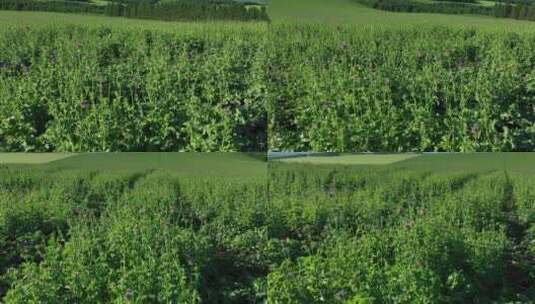 航拍垦区中草药材种植基地田野风景高清在线视频素材下载