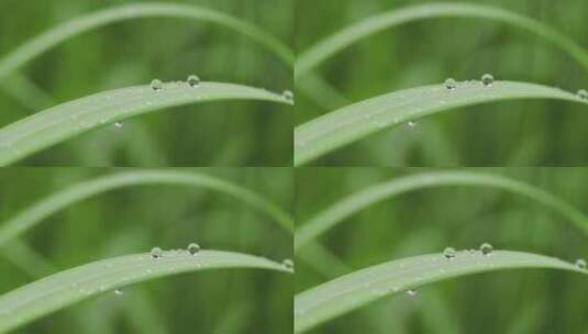 叶子上的露珠水珠雨珠特写高清在线视频素材下载