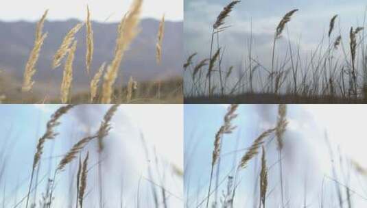 B西藏 白天 定焦 风吹麦浪 自然风光高清在线视频素材下载