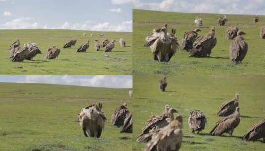 A1一群兀鹫、蓝天草地、生态高清在线视频素材下载