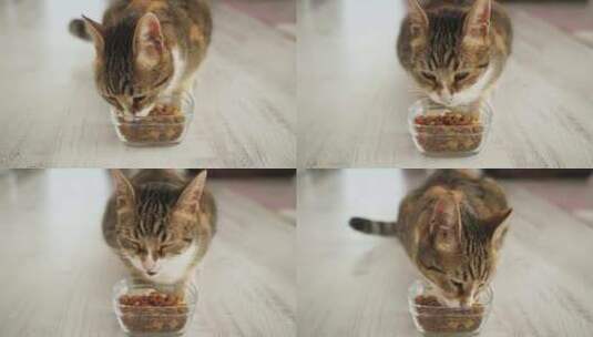 猫在吃干粮高清在线视频素材下载