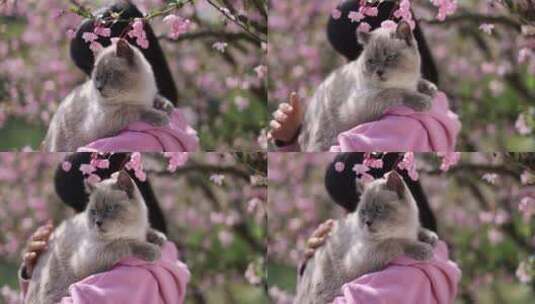 美女抱着宠物猫 春日踏青赏花高清在线视频素材下载