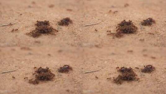 蚂蚁在沙中移动它们的食物高清在线视频素材下载