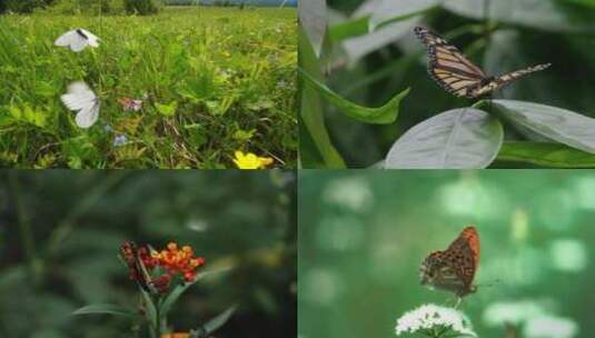 【合集】蝴蝶 花蝴蝶 小蝴蝶 昆虫 蝴蝶飞行高清在线视频素材下载