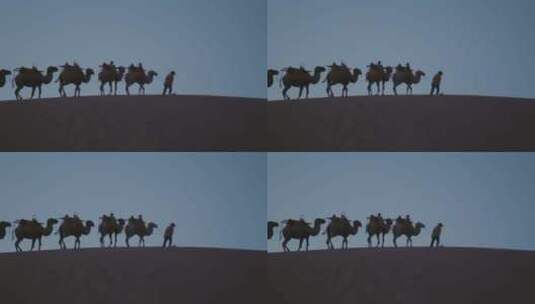 沙漠骆驼队高清在线视频素材下载