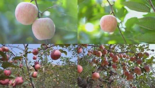 苹果收获 苹果采摘高清在线视频素材下载