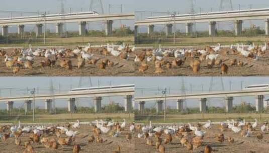高铁动车经过农村乡村养鸡场高清在线视频素材下载