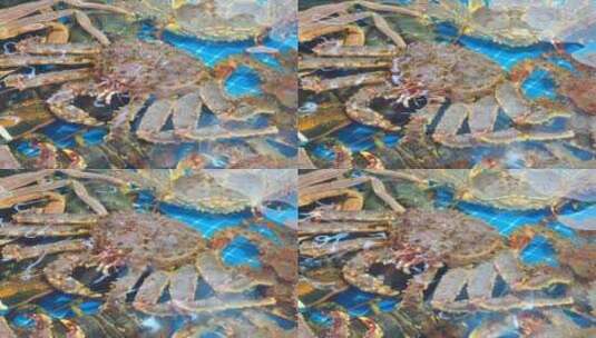 福建厦门第八市场海鲜市场售卖的帝王蟹高清在线视频素材下载