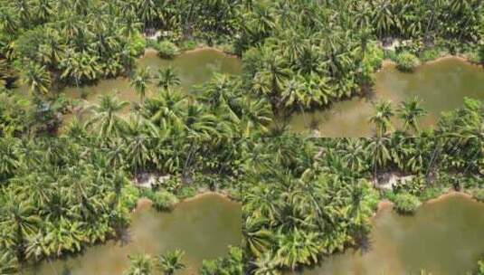 海南三亚椰林高清在线视频素材下载