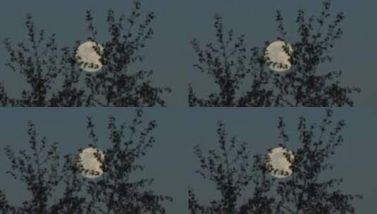 树枝月亮树梢满月中秋月夜高清在线视频素材下载