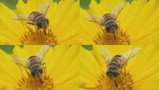 春天蜜蜂采蜜微距特写金鸡菊高清在线视频素材下载
