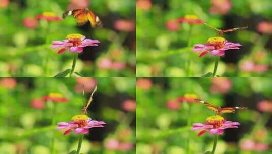 空境 蜜蜂 蝴蝶在花朵采蜜飞舞高清在线视频素材下载