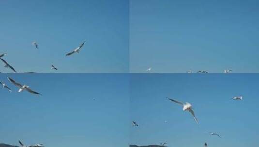 红嘴鸥海埂海鸥候鸟高清在线视频素材下载