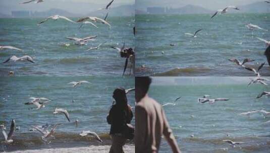 洱海飞翔的海鸥高清在线视频素材下载