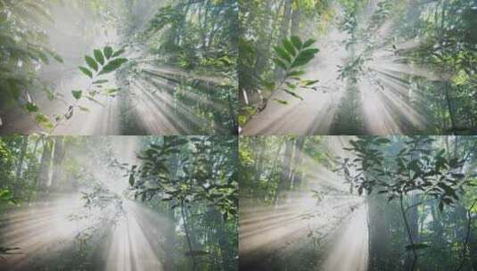 丁达尔光树林树木阳光森林高清在线视频素材下载