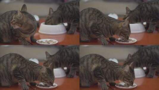 宠物猫进食高清在线视频素材下载