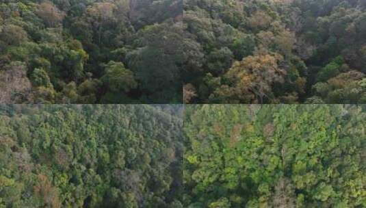 茂密的原始森林高清在线视频素材下载