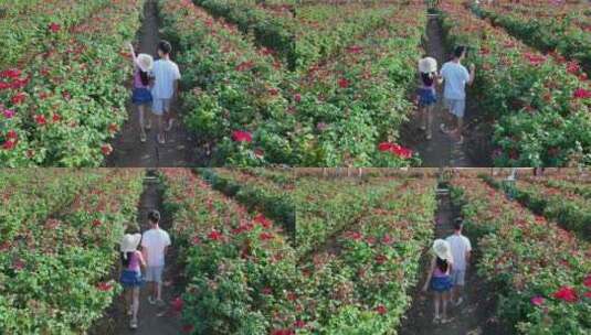 海南三亚博后村玫瑰谷在玫瑰花田的情侣旅客高清在线视频素材下载