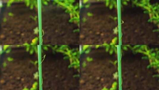 植物爬升生长延时摄影高清在线视频素材下载