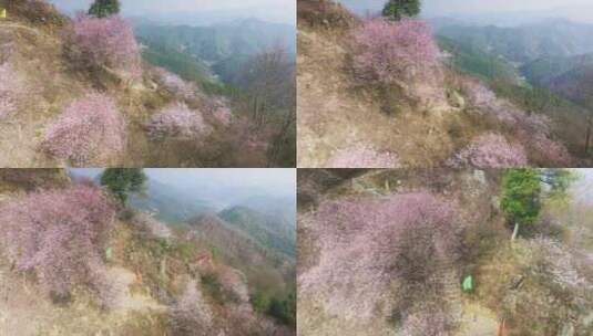杭州富阳浮云岭山野樱花游步道航拍高清在线视频素材下载