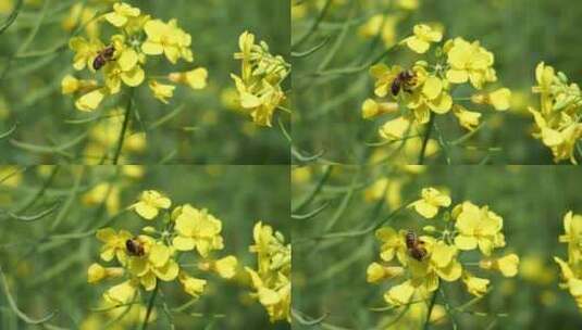 春天蜜蜂在盛开油菜花上采蜜高清在线视频素材下载