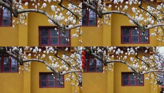杭州法喜寺500年白玉兰盛放高清在线视频素材下载