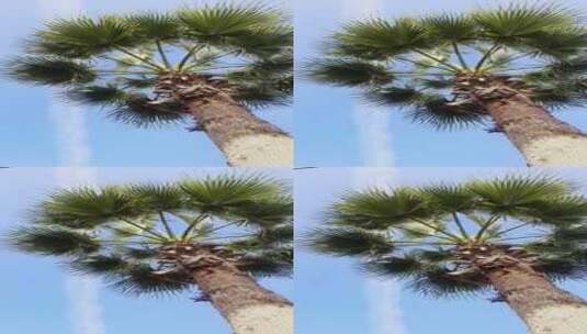 夏天春天里的棕榈树椰树热带植物蓝天白云高清在线视频素材下载