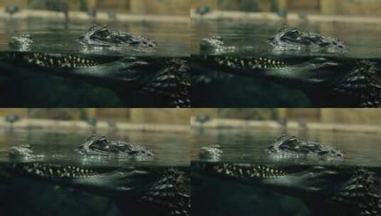鳄鱼安静趴在水面高清在线视频素材下载