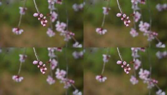 春天盛开的粉色桃花碧桃山桃花朵特写高清在线视频素材下载
