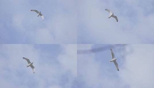 海鸥翱翔在蓝天白云云层高清在线视频素材下载