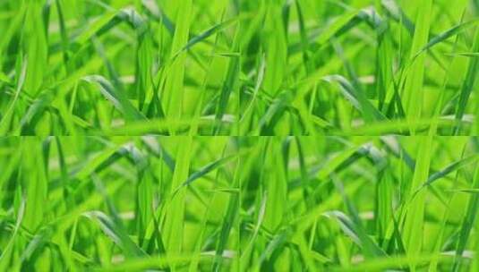 春天阳光下风吹动生长的绿色清新小草特写高清在线视频素材下载