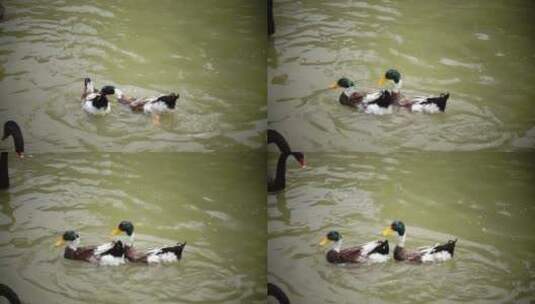 鸭子在水面吃食物 慢动作升格高清在线视频素材下载