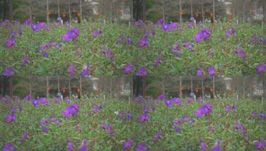 野牡丹花朵花瓣紫色花开高清在线视频素材下载