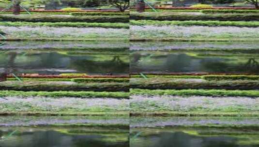 春天紫色二月兰倒映在湖里唯美治愈高清在线视频素材下载