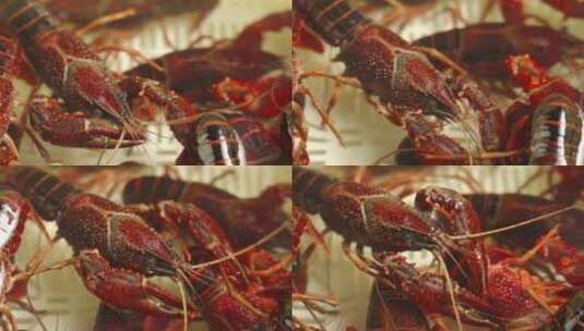 新鲜活小龙虾食材特写高清在线视频素材下载