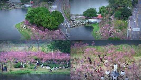 航拍广州萝岗创业公园樱花绽放高清在线视频素材下载