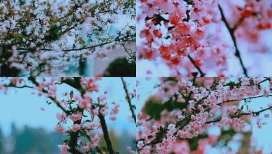 日系风格唯美樱花满天高清在线视频素材下载