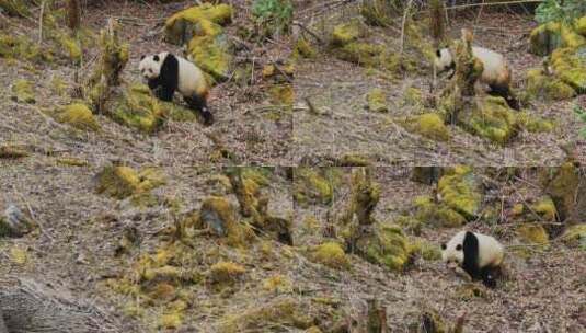 户外巡护野生大熊猫 素材高清在线视频素材下载