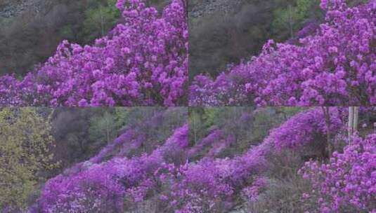 航拍北京密云黄梁根山上的野生杜鹃花高清在线视频素材下载