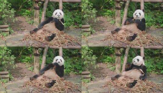 可爱的大熊猫吃竹笋。令人惊叹的野生动物高清在线视频素材下载