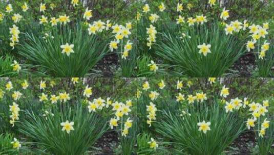 春天黄色的花水仙花在绿色的草地上高清在线视频素材下载