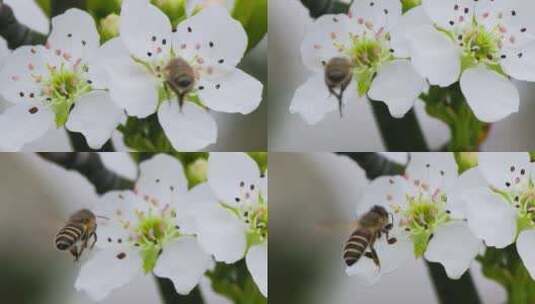 春暖花开，蜜蜂在梨花前飞舞的升格特写高清在线视频素材下载